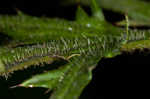 Swamp thistle